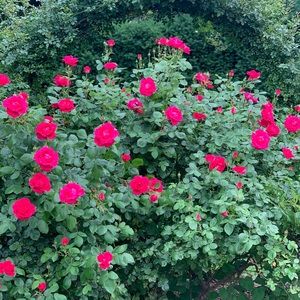 Meet your Posher, Evelyn